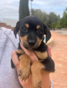 Kiwi - neugierig und freundlich - Heppenheim (Bergstraße)
