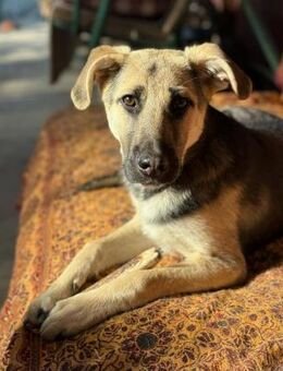 Charlotte sucht einen Gnadenplatz - Bochum