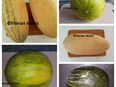 Melonen Honigmelonen "Ruski Ananas" (Makedonien),Usbekische Honigmelone "Torpedo" + Piel de Sapo in 01705