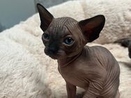 Canadian Sphynx Kitten mit Stammbaum - Euskirchen Zentrum