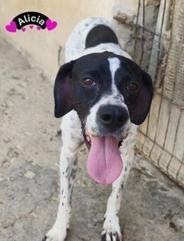 Alicia-Ein Herz voll Liebe sucht Dich! - Stein-Wingert