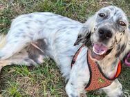 Setter-Hündin ♥Frida♥ aktiv und so lieb - Hamburg