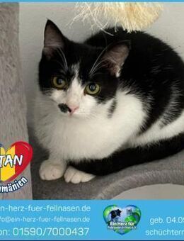 Stan sucht ein Zuhause mit Freigang! - Waakirchen