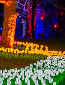 Einladung - Gemeinsamer Besuch Parkleuchten Gruga ab 18.1.26 Welche nette SIE hat Lust ? - Essen