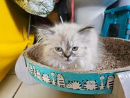 1 Reinrassiges Perser.kitten - Warder