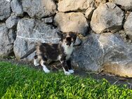 Zuckersüße Katzenbabys suchen ein neues Zuhause - Biberach (Riß)