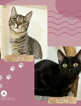 Kätzchen Liath und Susan warten auf Post - Lalendorf