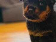 Rottweiler Welpen - Dernbach (Landkreis Südliche Weinstraße)