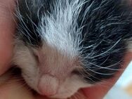 WUNDERSCHÖNES schwarz-weisses Katzenbaby abzugeben gegen Schutzgebühr.Die anderen Geschwister gehen in gute Hände! - Döbern