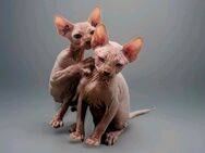 Sphynx Kitten 2 Jungs Kanadische Sphynx Baby Katzen - Hanau (Brüder-Grimm-Stadt) Mittelbuchen
