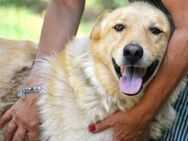 Hachiko - liebervoller Hundemann - Wedel