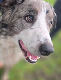 Deckrüde Border Collie / Australian Shepherd - Osterrönfeld