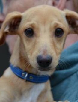 Sonnenschein Pille sucht ihr Zuhause - Essen