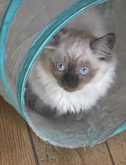 Unsere kleinen Ragdoll-BKH-Mix suchen eine Familie.. - Berlin