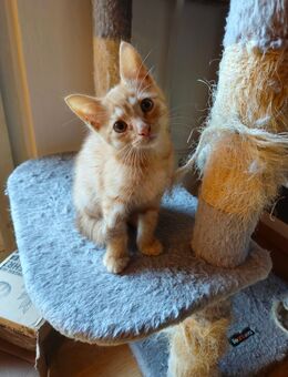 Maine Coon Mix Kitte - Koblenz