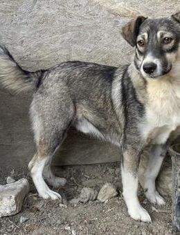 Gibbs - freundlich und aufmerksam - Westerholt