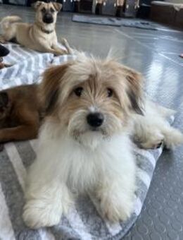 Kleiner Milo sucht ein Zuhause oder PS ♥ - Ebstorf (Klosterflecken)