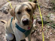 Labrador sucht neues zu Hause - Brigachtal