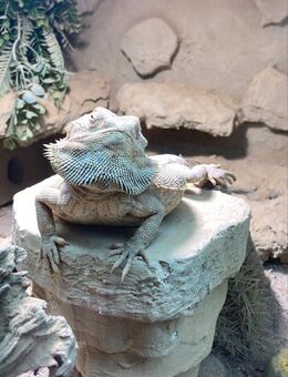 Bartagame (Pogona Vitticeps) Männlich Hypo Orange Leatherback NZ 2023 Adult - Langenfeld (Rheinland)