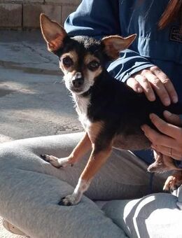 MICKY, m., kastr., Chihuahua, 2 kg - Sipplingen