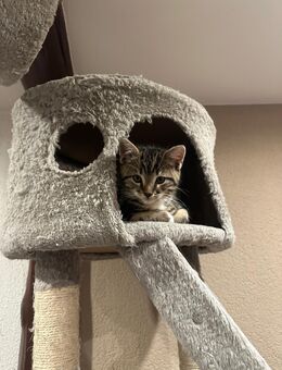 Hundeerfahrenes Mix Kitten Brüderpaar -reserviert- - Kehrig