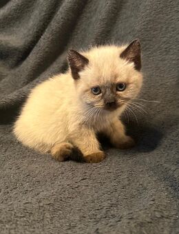 Reinrassige Britisch Kurzhaar (BKH) Kitten aus familiärer Hobbyzucht - Hungen