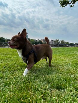 Chihuahua (Deckrüde) – Tyson aus Frankfurt - Frankfurt (Main) Altstadt