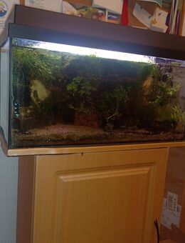 Aquarium kompl. mit Besatz und Zubehör - Lübeck