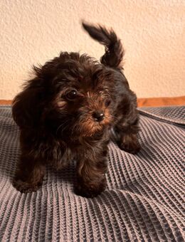 Yorkipoo-Welpen - Frankfurt (Main)