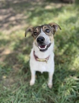 hübsche Freya sucht liebe Familie - Dittelbrunn