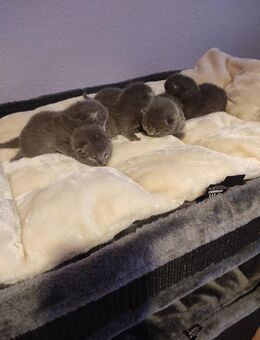 Bkh Kitten - Boizenburg (Elbe)