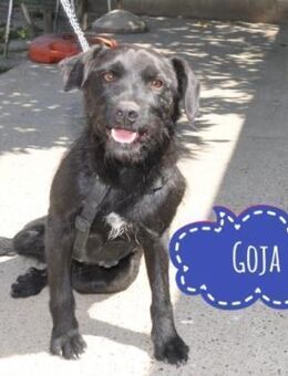 Goja ein feiner Familienhund - Flörsheim-Dalsheim