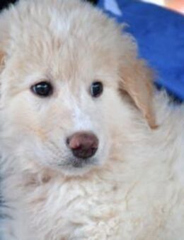 Pulcino sucht ein liebevolles Zuhause - Neuss