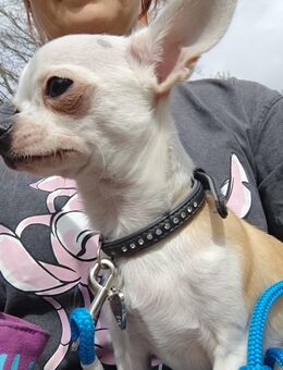 Chihuahua Deckrüde Hannibal - Mühlhausen (Regierungsbezirk Mittelfranken)