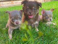 Chihuahua Welpen Rüden reinrassig Schoko und Lilac Tricolor suchen liebevolles Zuhause - Lanitz-Hassel-Tal