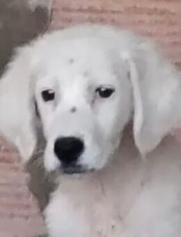 IDEFIX - zuckersüßer Welpe - Dänischenhagen