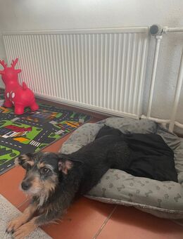 Dackel Mix - Cramonshagen