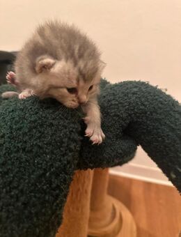 Bkh kitten babys - Rheine Zentrum