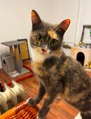 Alles Inklusive Katze! in 72224