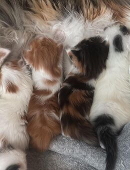 Main Coon mix - Berlin Lichtenberg