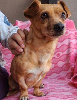 Süßer ♥Sammy♥ Pinscher-Mix-Schätzchen - Hamburg
