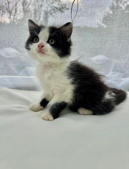 BKH - persermix Babykatzen - Lauben (Landkreis Oberallgäu)