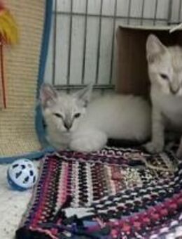 PIPA & PIPO Happy Home gesucht - Bad Camberg