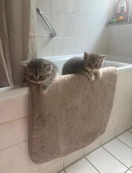 BKH Kitten suchen nun ein Zuhause Abgabebereit - Fürstenfeldbruck