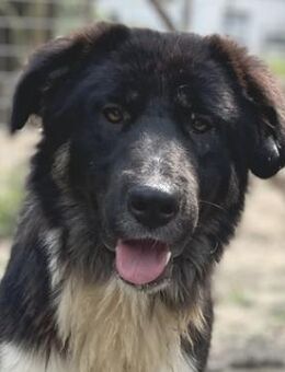 Nugget, geb. ca. 04/2022, GRIECHENLAND - Euskirchen