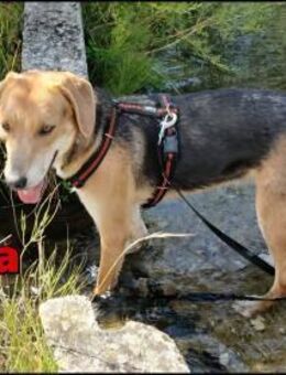 freundliche Lea sucht ihre Familie - Margetshöchheim