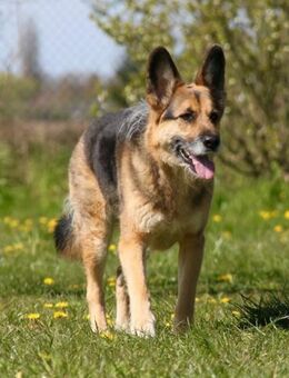 Murphy - Liebevoll und loyal - Eixen