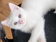 BKH Kitten Katzenbaby weiblich - 8 Wochen - Fürth