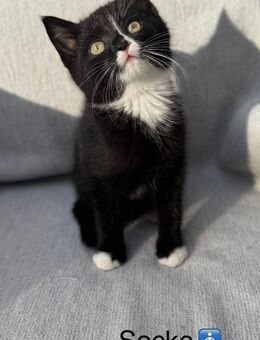 Britisch Kurzhaar Kitten (BKH) Smocked Tabby suchen liebevolles Zuhause ab 29.11.2025 - Esslingen (Neckar)