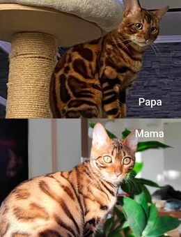 Bengal kitten - Harsewinkel (Mähdrescherstadt)